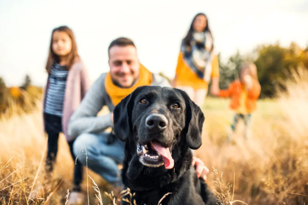 a dog sitting in a field with people behind him