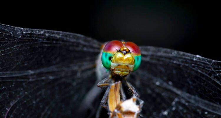 Best Cameras For Macro Photography